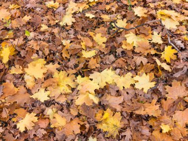 Sarı ve kırmızı yaratıcı arka plan bırakır. Otantik parlak arka plan projeleriniz için. Karışık yaprak döken orman renk. Sabah ışık sonbahar orman.