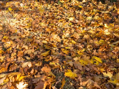 Sarı ve kırmızı yaratıcı arka plan bırakır. Otantik parlak arka plan projeleriniz için. Karışık yaprak döken orman renk. Sabah ışık sonbahar orman.