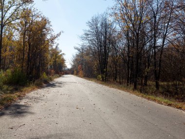 Bir asfalt yol sabah ışık sonbahar yaprak döken orman geçer. Sabah ışık renkli ormanda. Otantik manzara.