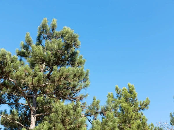 Pino Cielo Azul Sin Nubes Espacio Para Copiar Fondo Creativo — Foto de Stock