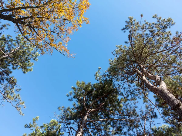 Pinheiro Céu Azul Sem Nuvens Espaço Cópia Fundo Criativo Foto — Fotografia de Stock