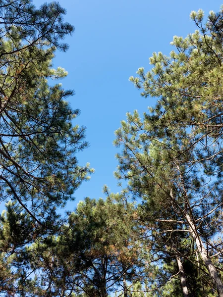 Pino Cielo Azul Sin Nubes Espacio Para Copiar Fondo Creativo — Foto de Stock