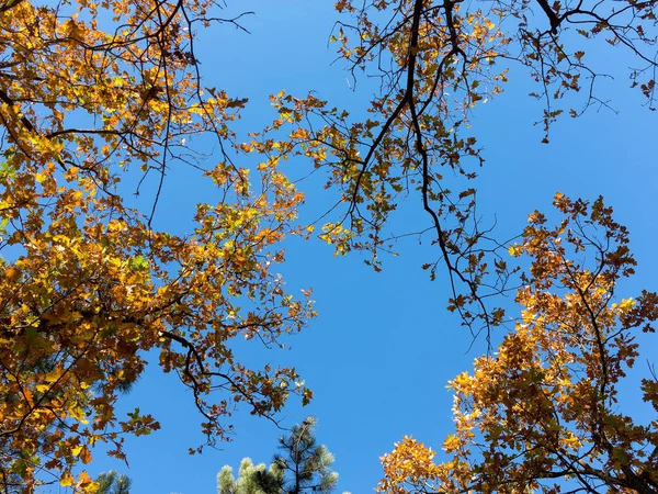 温暖的秋日阳光透过金色的树梢 带着美丽明亮的蓝天 黄色和红色叶子的创造性背景 — 图库照片
