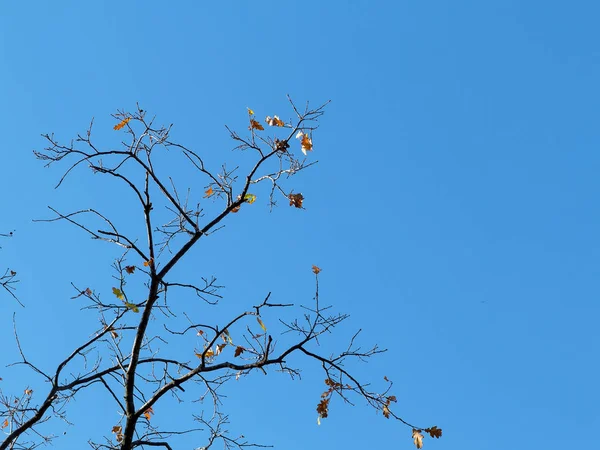 Warm Autumn Sun Shining Golden Treetops Beautiful Bright Blue Sky — Stock Photo, Image