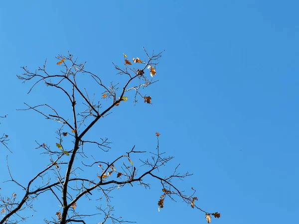 Cálido Sol Otoño Brilla Través Copas Árboles Dorados Con Hermoso — Foto de Stock