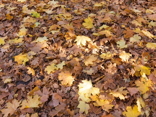 Creative background of yellow and red leaves. Authentic bright background for your projects. Color mixed deciduous forest. Autumn forest in the morning light.