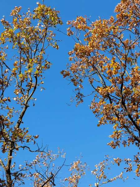 Warm Autumn Sun Shining Golden Treetops Beautiful Bright Blue Sky — Stock Photo, Image