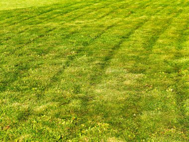 Yakın çekim fotoğraf kırpılmış çim çim, park veya futbol alanındaki. Soyut doğa arka plan görüntüsü.