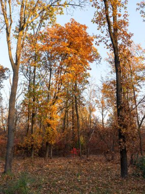 Renkli karışık yaprak döken orman. Sabah ışık sonbahar ormanda. Güzel doğa arka plan. Gizemli sonbahar orman ile inanılmaz romantik manzara.