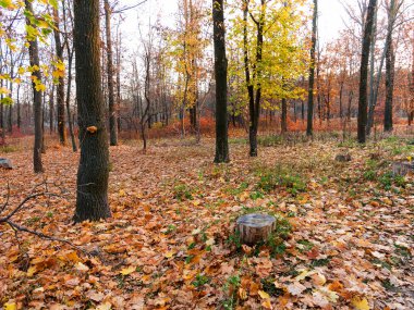 Renkli karışık yaprak döken orman. Sabah ışık sonbahar ormanda. Güzel doğa arka plan. Gizemli sonbahar orman ile inanılmaz romantik manzara.