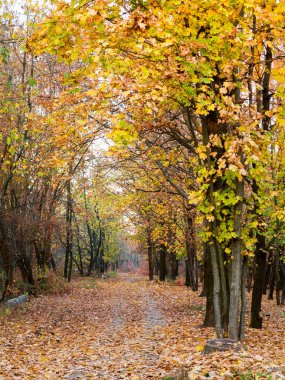 Sarı ve kırmızı yaratıcı arka plan bırakır. Otantik parlak arka plan projeleriniz için. Karışık yaprak döken orman renk. Sabah ışık sonbahar orman.