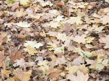 Sarı ve kırmızı yaratıcı arka plan bırakır. Otantik parlak arka plan projeleriniz için. Karışık yaprak döken orman renk. Sabah ışık sonbahar orman.