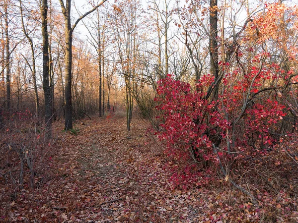 Colorido Bosque Caducifolio Mixto Bosque Otoño Luz Mañana Hermoso Fondo — Foto de Stock