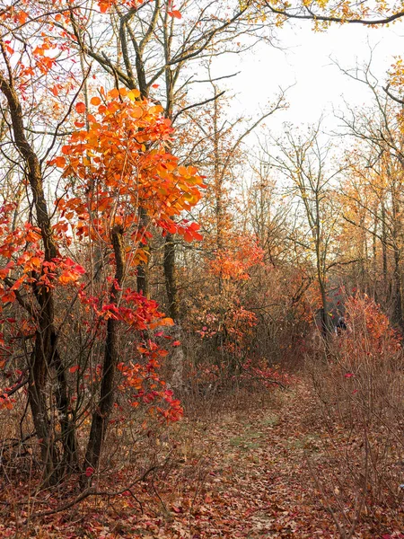 Colorful mixed deciduous forest. Autumn forest in the morning light. Beautiful nature background. Amazing romantic landscape with mysterious autumn forest.