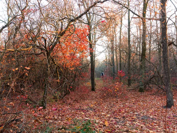 Colorido Bosque Caducifolio Mixto Bosque Otoño Luz Mañana Hermoso Fondo — Foto de Stock