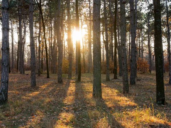 Vedere Panoramică Largă Pădurii Pin Lumină Frumoasă Dimineață Aurie Peisaj — Fotografie, imagine de stoc