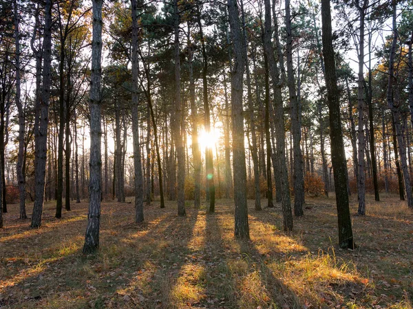 Large Vue Panoramique Sur Forêt Pins Avec Belle Lumière Matin — Photo