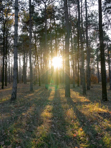 Широкий Панорамный Вид Сосновый Лес Прекрасным Золотистым Утренним Боковым Светом — стоковое фото
