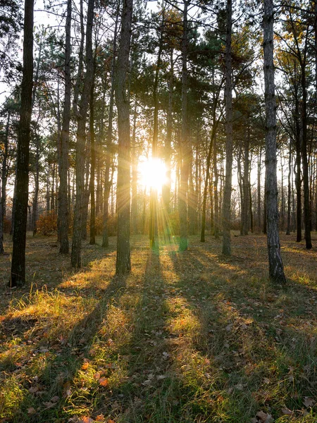 Large Vue Panoramique Sur Forêt Pins Avec Belle Lumière Matin — Photo