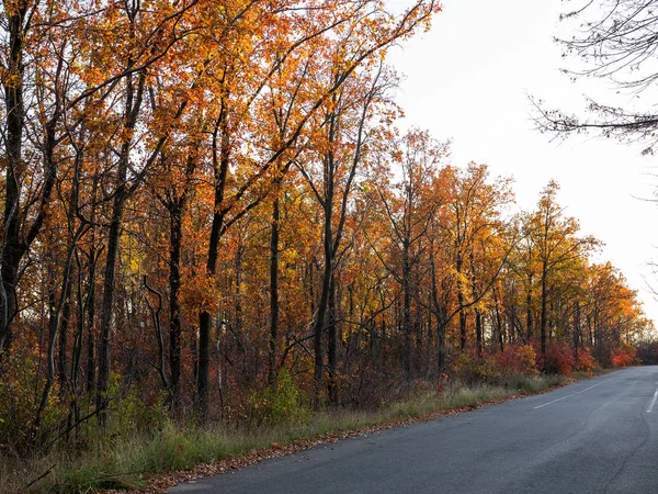 アスファルトの道路は 朝の光で秋の落葉広葉樹林を通過します 朝の光でカラフルな森 本格的な風景 — ストック写真