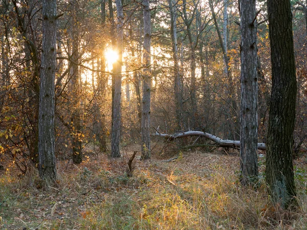 Pădure Colorată Mixtă Foioase Pădurea Toamnă Lumina Dimineții Frumos Fundal — Fotografie, imagine de stoc