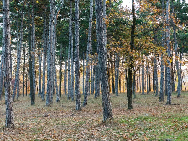 Широкий Панорамный Вид Сосновый Лес Прекрасным Золотистым Утренним Боковым Светом — стоковое фото