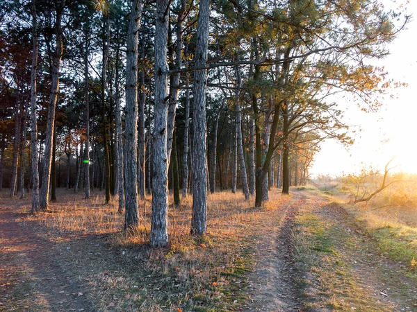 Ampla Vista Panorâmica Floresta Pinheiros Com Bela Luz Lateral Dourada — Fotografia de Stock