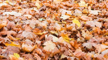 Sarı ve kırmızı yaratıcı arka plan bırakır. Otantik parlak arka plan projeleriniz için. Karışık yaprak döken orman renk. Sabah ışık sonbahar orman.