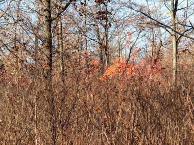Renkli karışık yaprak döken orman. Sabah ışık sonbahar ormanda. Güzel doğa arka plan. Gizemli sonbahar orman ile inanılmaz romantik manzara.
