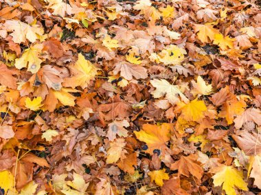 Sarı ve kırmızı yaratıcı arka plan bırakır. Otantik parlak arka plan projeleriniz için. Karışık yaprak döken orman renk. Sabah ışık sonbahar orman.