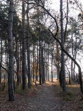 Çam ormanları güzel altın sabah yan ışık ile geniş panoramik manzaralı. Gizemli sonbahar orman ile inanılmaz romantik manzara. Sabah ışık sonbahar ormanda. Güzel doğa arka plan.
