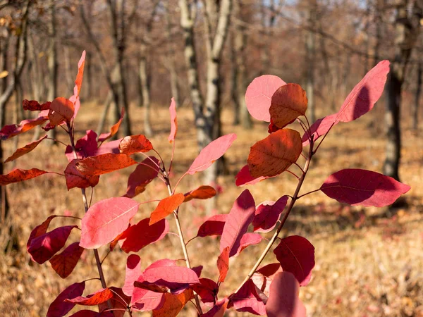 Färgglada Ljusa Hösten Stadsparken Löven Faller Marken Höstens Skog Landskap — Stockfoto