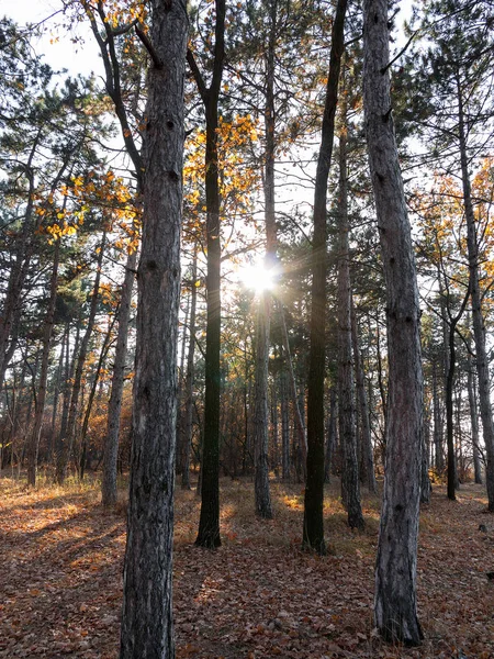 Kleurrijke Gemengde Bladverliezende Wouden Herfst Bos Ochtend Licht Achtergrond Van — Stockfoto
