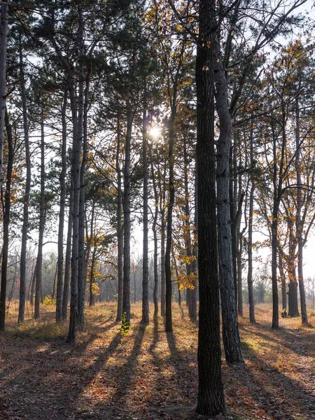 Wijd Panorama Van Dennenbos Met Mooie Gouden Ochtend Zijde Licht — Stockfoto