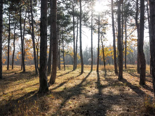 Ampla Vista Panorâmica Floresta Pinheiros Com Bela Luz Lateral Dourada — Fotografia de Stock