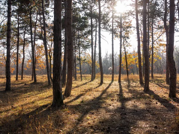 Vedere Panoramică Largă Pădurii Pin Lumină Frumoasă Dimineață Aurie Peisaj — Fotografie, imagine de stoc