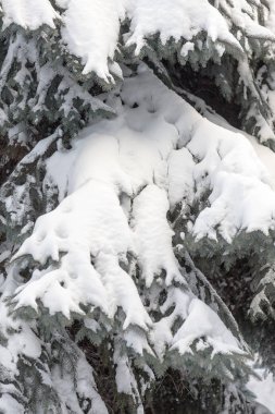 Kış karlı çam Noel ağacı sahne. Çam dalları detay Don Wonderland ile kaplı. Kış yeni yıl geliyor. Sakin bulanık kar pul kış arka plan kopya alanı ile.