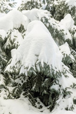 Kış karlı çam Noel ağacı sahne. Çam dalları detay Don Wonderland ile kaplı. Kış yeni yıl geliyor. Sakin bulanık kar pul kış arka plan kopya alanı ile.