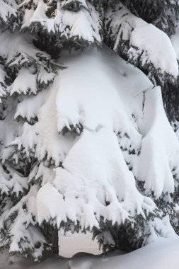 Kış karlı çam Noel ağacı sahne. Çam dalları detay Don Wonderland ile kaplı. Kış yeni yıl geliyor. Sakin bulanık kar pul kış arka plan kopya alanı ile.