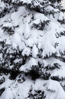 Kış karlı çam Noel ağacı sahne. Çam dalları detay Don Wonderland ile kaplı. Kış yeni yıl geliyor. Sakin bulanık kar pul kış arka plan kopya alanı ile.