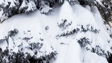 Kış karlı çam Noel ağacı sahne. Çam dalları detay Don Wonderland ile kaplı. Kış yeni yıl geliyor. Sakin bulanık kar pul kış arka plan kopya alanı ile.