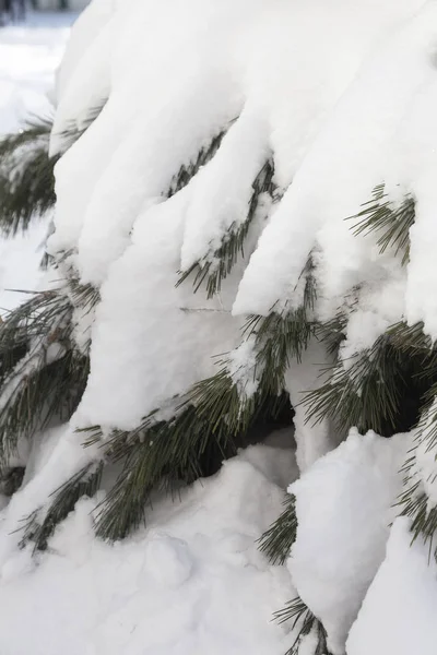 Winter Snowy Pine Christmas Tree Scene Fir Branches Covered Hoar — Stock Photo, Image