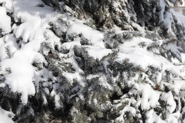 Winter Besneeuwde Pine Kerstboom Scène Spar Takken Bedekt Met Hoar — Stockfoto