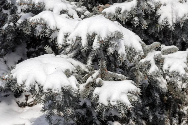 Winter Snowy Pine Christmas Tree Scene Fir Branches Covered Hoar — Stock Photo, Image