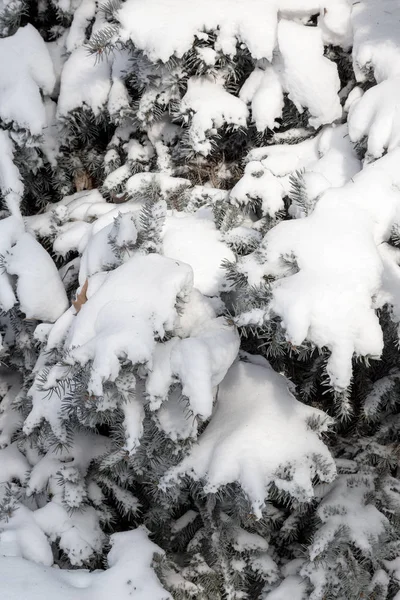 Winter Snowy Pine Christmas Tree Scene Fir Branches Covered Hoar — Stock Photo, Image