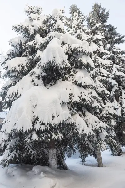 Winter Snowy Pine Christmas Tree Scene Fir Branches Covered Hoar — Stock Photo, Image