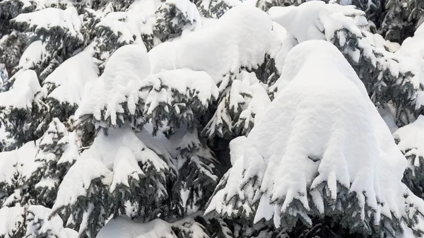 Winter Snowy Pine Christmas Tree Scene Fir Branches Covered Hoar — Stock Photo, Image