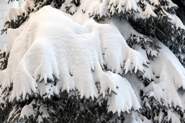 Winter Snowy Pine Christmas Tree Scene Fir Branches Covered Hoar — Stock Photo, Image