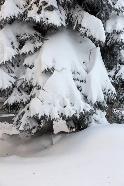 Winter Snowy Pine Christmas Tree Scene Fir Branches Covered Hoar — Stock Photo, Image