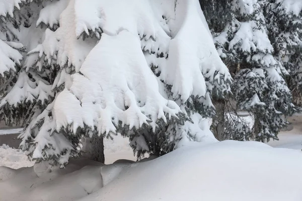 Зимова Сцена Snowy Сосна Ялинку Ялиця Гілки Покриті Hoar Морозу — стокове фото